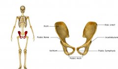 骶尾段脊柱受损害，其相应的部位或脏器可能发
