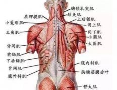 了解人体肌肉链走向，“颈肩腰腿痛”即可轻松